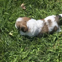 Sweet girl, a female Shih Tzu for sale in Paynesville, MN – 2 of 2