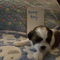 Handsome little man, a male Shih Tzu for sale in Paynesville, MN – 4 of 5
