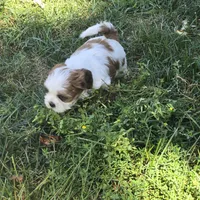 Big girl, a female Shih Tzu for sale in Paynesville, MN – 2 of 5