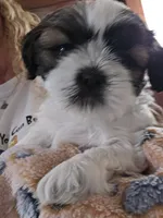 Sweet baby girl, a female Shih Tzu for sale in Paynesville, MN – 3 of 5