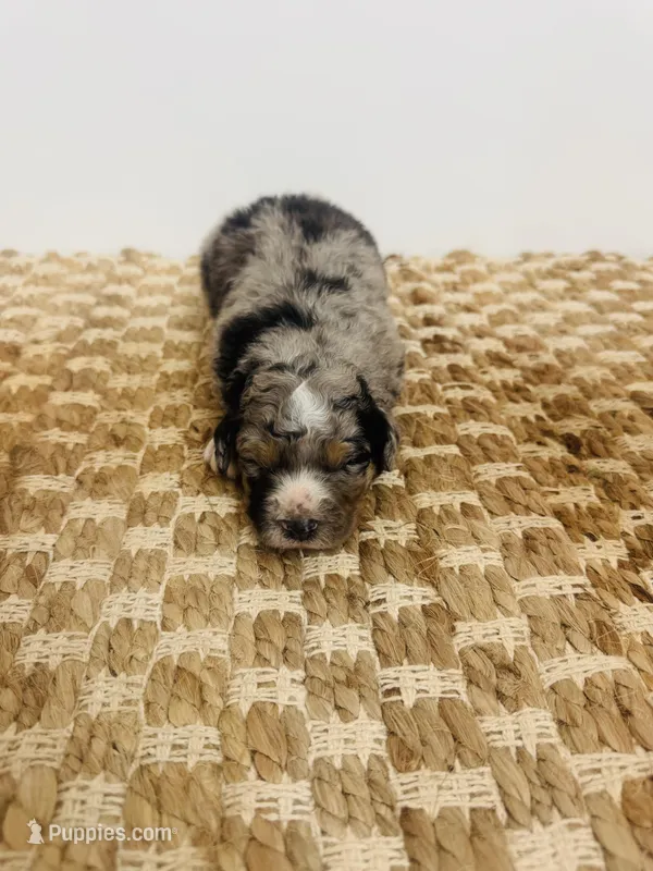 Puppy – Aussiedoodle puppy for sale in Ariton, AL