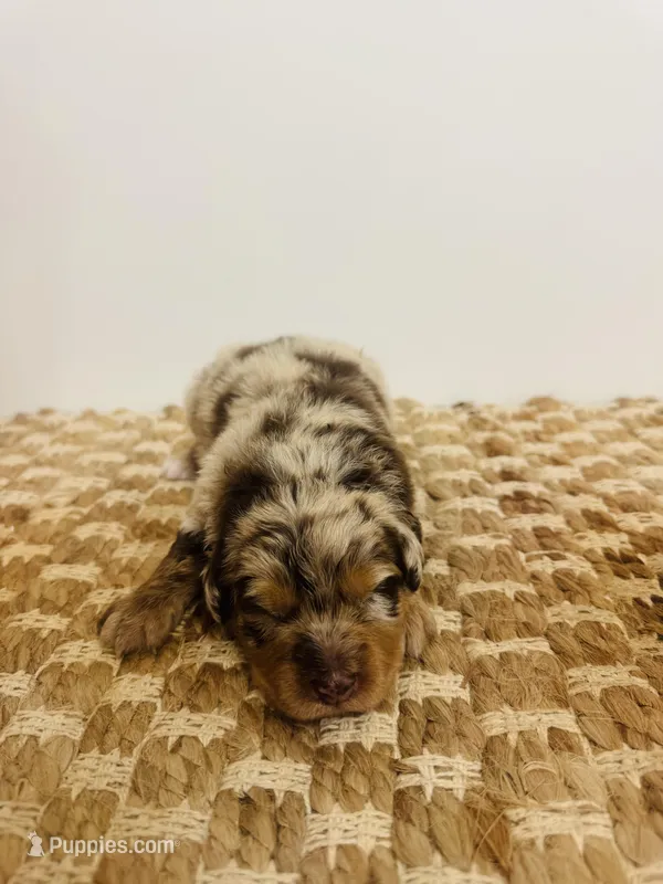 Puppy – Aussiedoodle puppy for sale in Ariton, AL