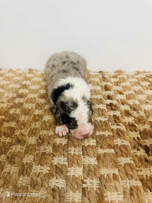 Puppy  – Aussiedoodle puppy for sale in Ariton, AL