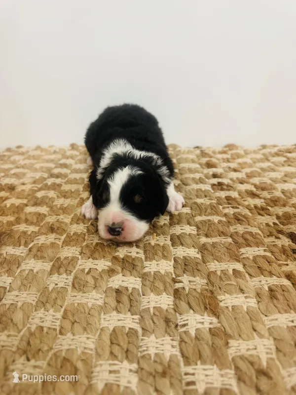 Puppy – Aussiedoodle puppy for sale in Ariton, AL