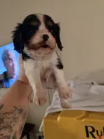 Fennel , a male Cavalier King Charles Spaniel for sale in Hammond, LA – 2 of 3