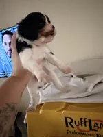 Fennel , a male Cavalier King Charles Spaniel for sale in Hammond, LA – 3 of 3