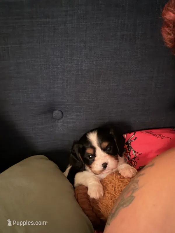 Fennel  – Cavalier King Charles Spaniel puppy for sale in Hammond, LA
