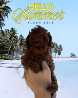 Archi, a male Poodle - Toy  for sale in Rio Linda, CA – 2 of 4