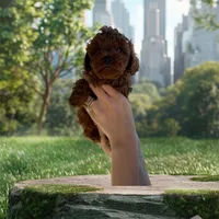 Archi, a male Poodle - Toy  for sale in Rio Linda, CA – 1 of 4
