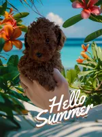 Archi, a male Poodle - Toy  for sale in Rio Linda, CA – 4 of 4