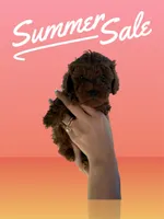 Archi, a male Poodle - Toy  for sale in Rio Linda, CA – 3 of 4