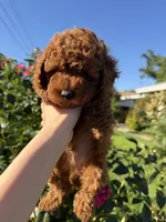 Bubby, a male Poodle - Toy  for sale in Rio Linda, CA – 3 of 3