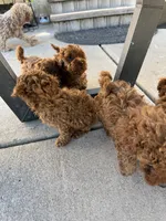 Reni, a male Poodle - Toy  for sale in Rio Linda, CA – 2 of 3