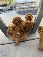 Reni, a male Poodle - Toy  for sale in Rio Linda, CA – 3 of 3