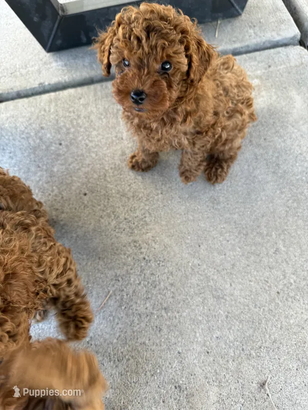 Reni – Poodle - Toy  puppy for sale in Rio Linda, CA