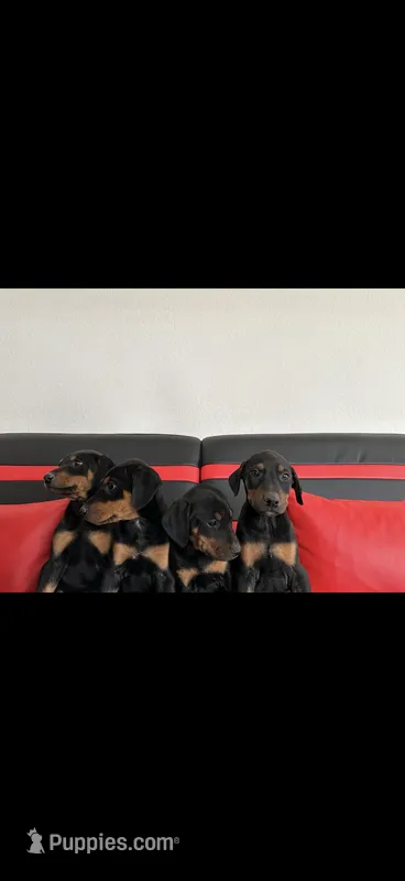 Reni – Doberman Pinscher puppy for sale in Rio Linda, CA