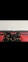 Reni, a male Doberman Pinscher for sale in Rio Linda, CA – 1 of 2