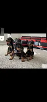 Reni, a male Doberman Pinscher for sale in Rio Linda, CA – 2 of 2