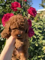 Rexi, a male Poodle - Toy  for sale in Rio Linda, CA – 4 of 4