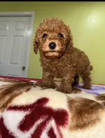 Archi, a male Poodle - Toy  for sale in Rio Linda, CA – 1 of 5