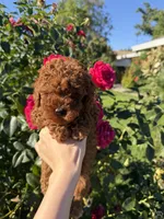 Rexi, a male Poodle - Toy  for sale in Rio Linda, CA – 3 of 4
