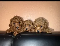 Archi, a male Poodle - Toy  for sale in Rio Linda, CA – 3 of 5