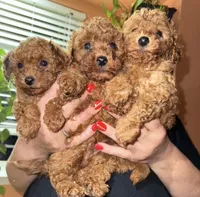 Archi, a male Poodle - Toy  for sale in Rio Linda, CA – 2 of 5