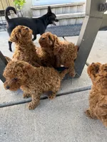 Rex, a male Poodle - Toy  for sale in Rio Linda, CA – 3 of 3