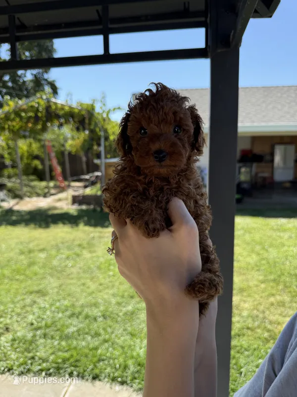 Rex – Poodle - Toy  puppy for sale in Rio Linda, CA