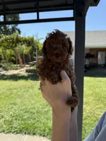 Rex, a male Poodle - Toy  for sale in Rio Linda, CA – 1 of 3