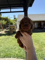 Rex, a male Poodle - Toy  for sale in Rio Linda, CA – 2 of 3