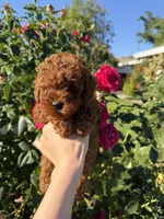 Rexi, a male Poodle - Toy  for sale in Rio Linda, CA – 2 of 4