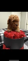 Bella, a female Poodle - Toy  for sale in Rio Linda, CA – 2 of 2