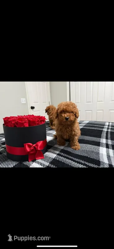 Bella – Poodle - Toy  puppy for sale in Rio Linda, CA