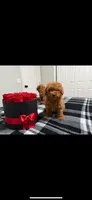 Bella, a female Poodle - Toy  for sale in Rio Linda, CA – 1 of 2