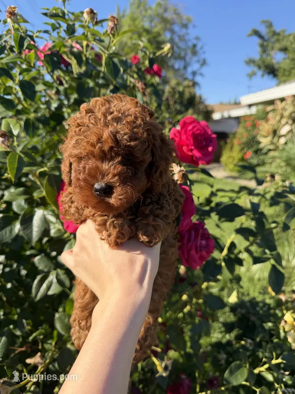 Pupa – Poodle - Toy  puppy for sale in Rio Linda, CA