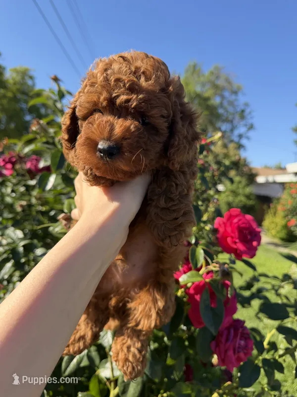 Rexi – Poodle - Toy  puppy for sale in Rio Linda, CA