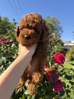 Rexi, a male Poodle - Toy  for sale in Rio Linda, CA – 1 of 4
