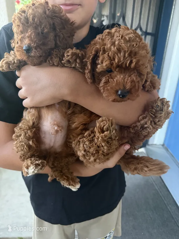 Bubby – Poodle - Toy  puppy for sale in Rio Linda, CA