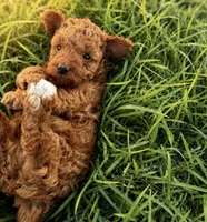 Archi, a male Poodle - Toy  for sale in Rio Linda, CA – 5 of 5