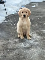 Male 3, a male Golden Retriever for sale in Hartford, CT – Photo 5 of 8