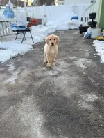 Male 3, a male Golden Retriever for sale in Hartford, CT – Photo 6 of 8