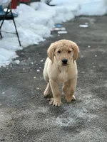 Male 3, a male Golden Retriever for sale in Hartford, CT – Photo 2 of 8