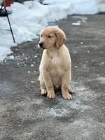 Male 3, a male Golden Retriever for sale in Hartford, CT – Photo 3 of 8