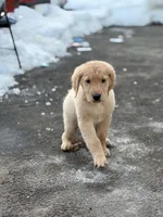 Male 3, a male Golden Retriever for sale in Hartford, CT – Photo 1 of 8