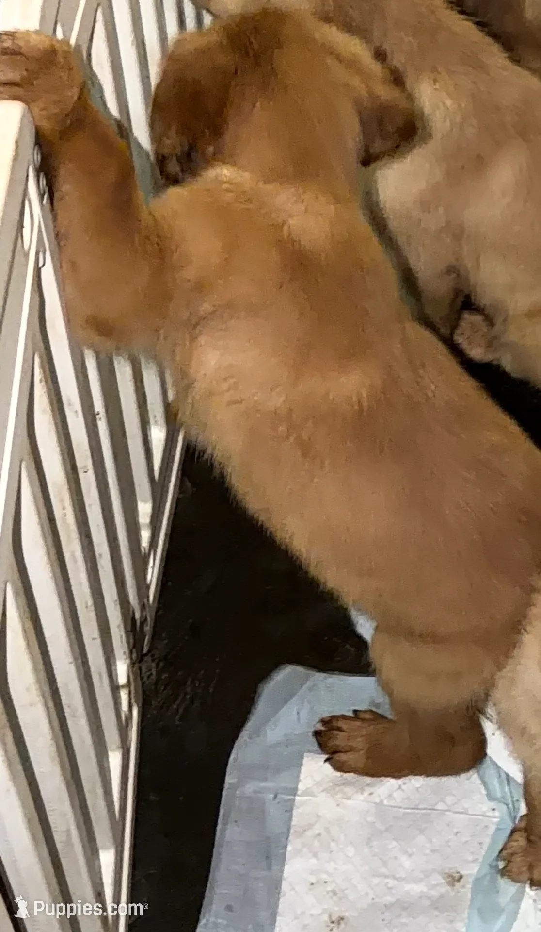 Female 1 , a female Golden Retriever for sale in Hartford, CT – Photo 7 of 9