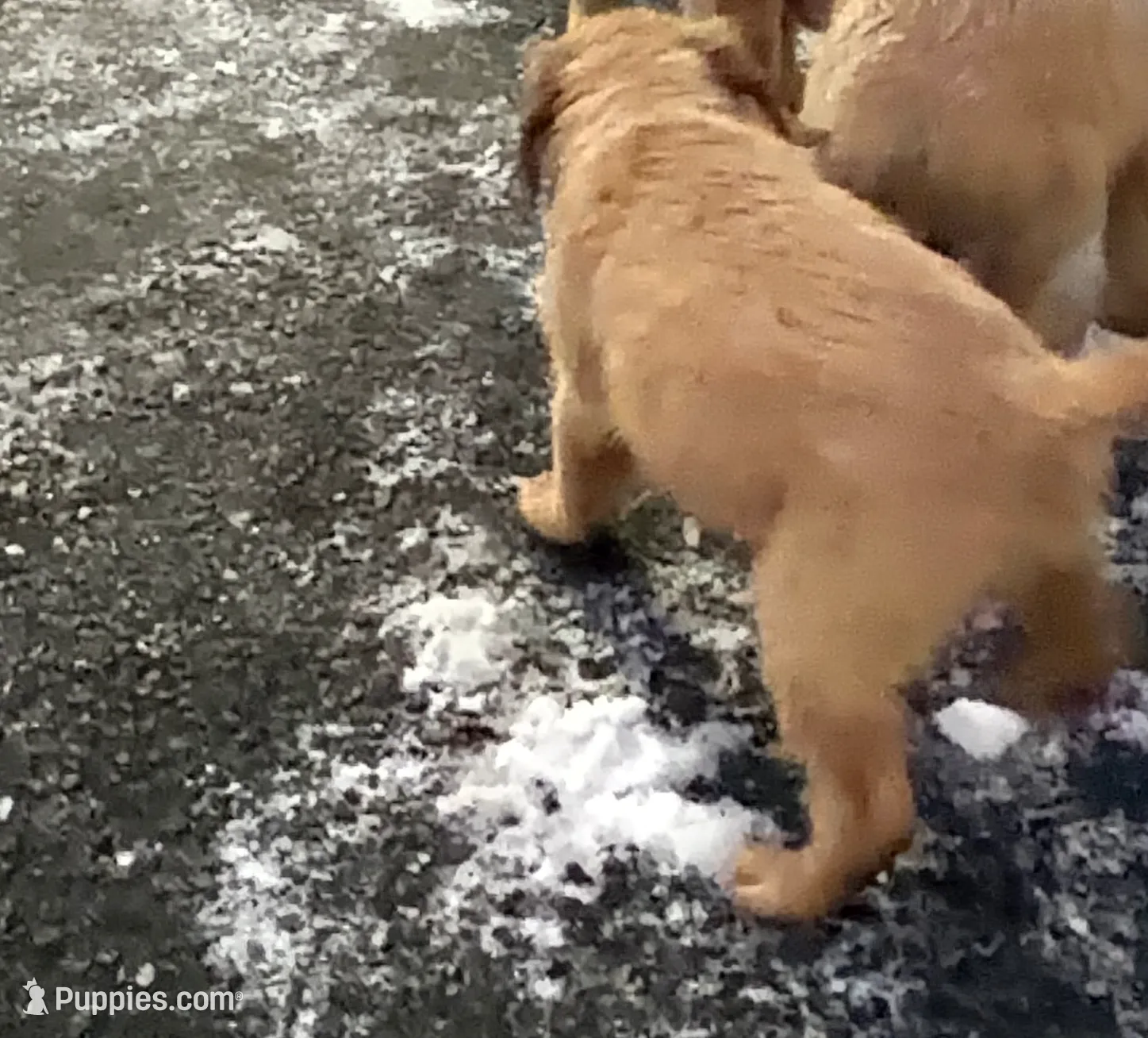 Female 1 , a female Golden Retriever for sale in Hartford, CT – Photo 3 of 9