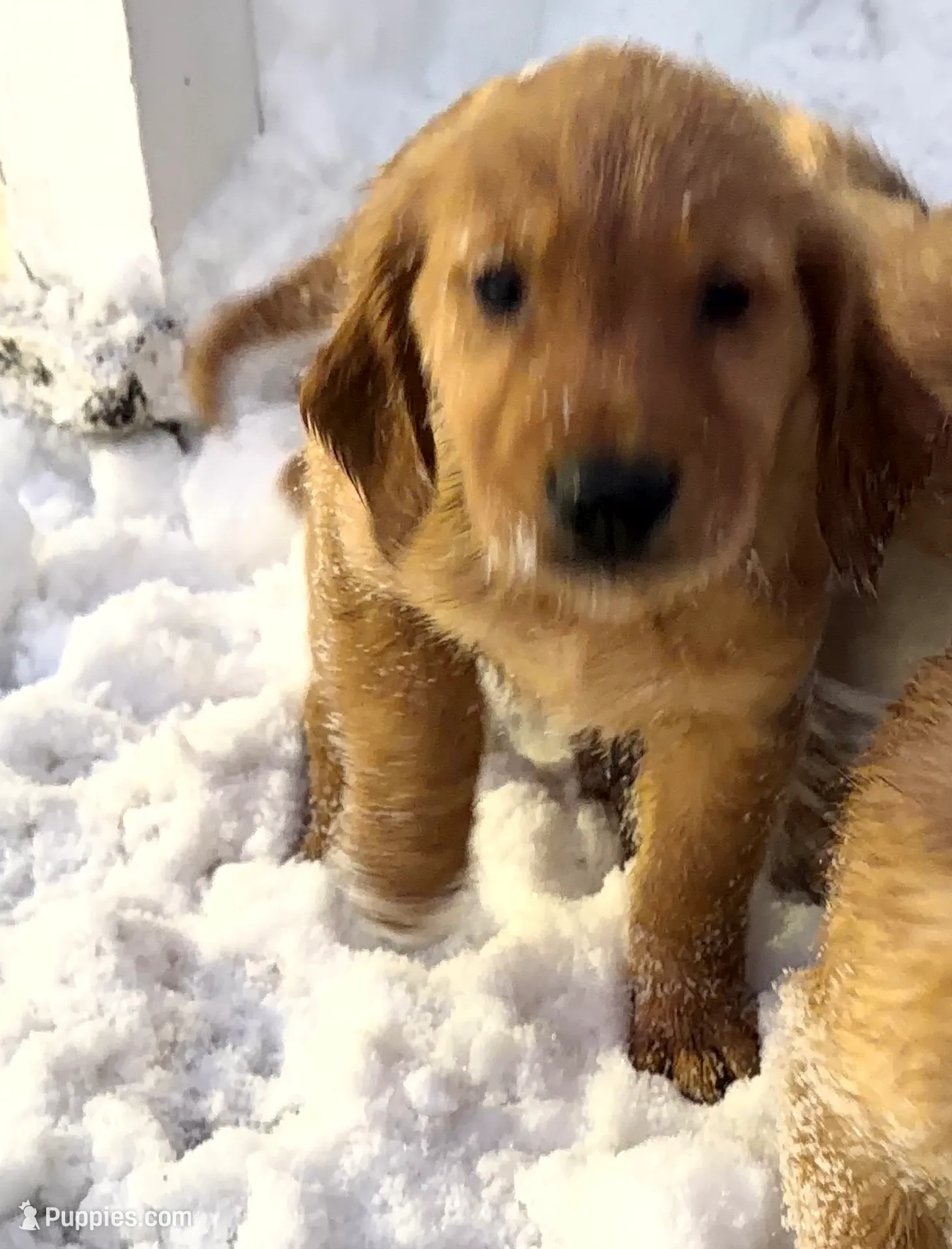 Female 1 , a female Golden Retriever for sale in Hartford, CT – Photo 9 of 9