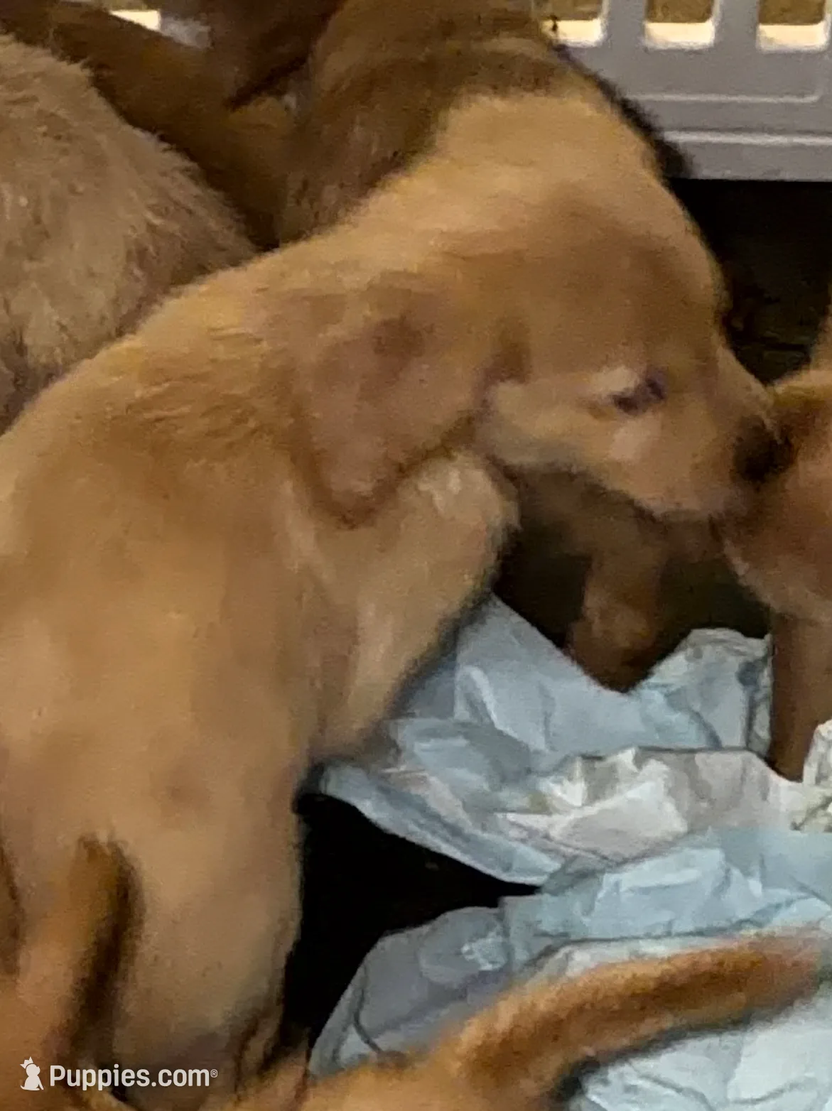 Female 1 , a female Golden Retriever for sale in Hartford, CT – Photo 8 of 9