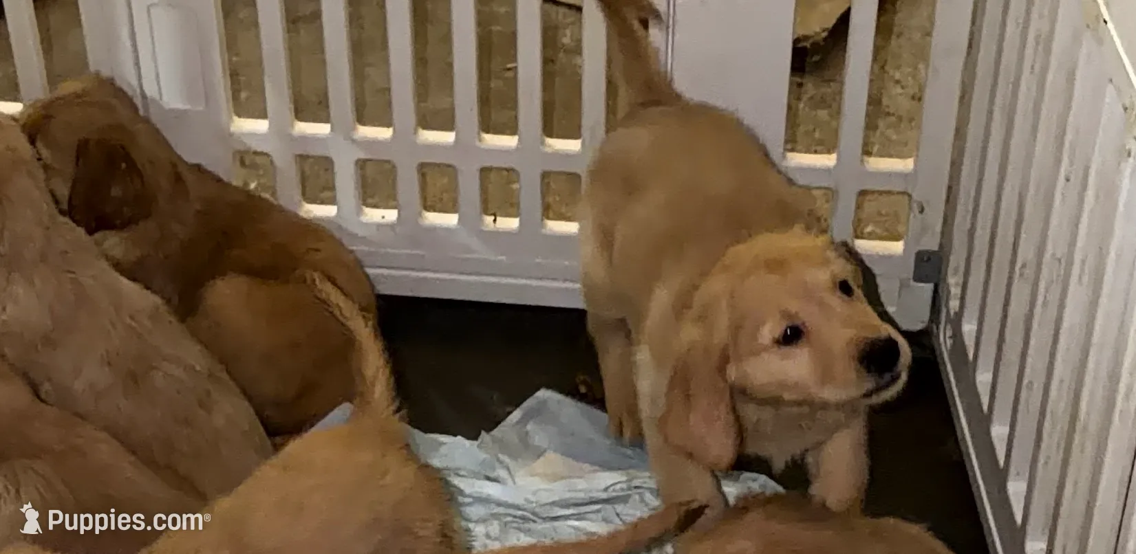 Female 1 , a female Golden Retriever for sale in Hartford, CT – Photo 6 of 9